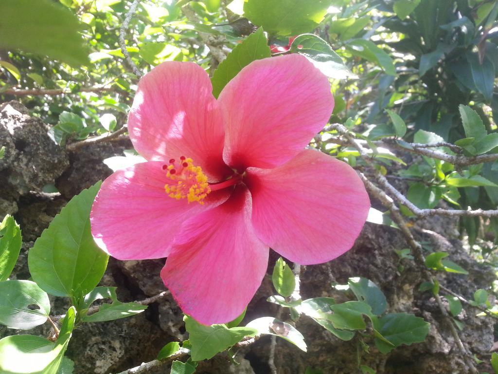 Kim'S Garden Villa Anda  Bagian luar foto